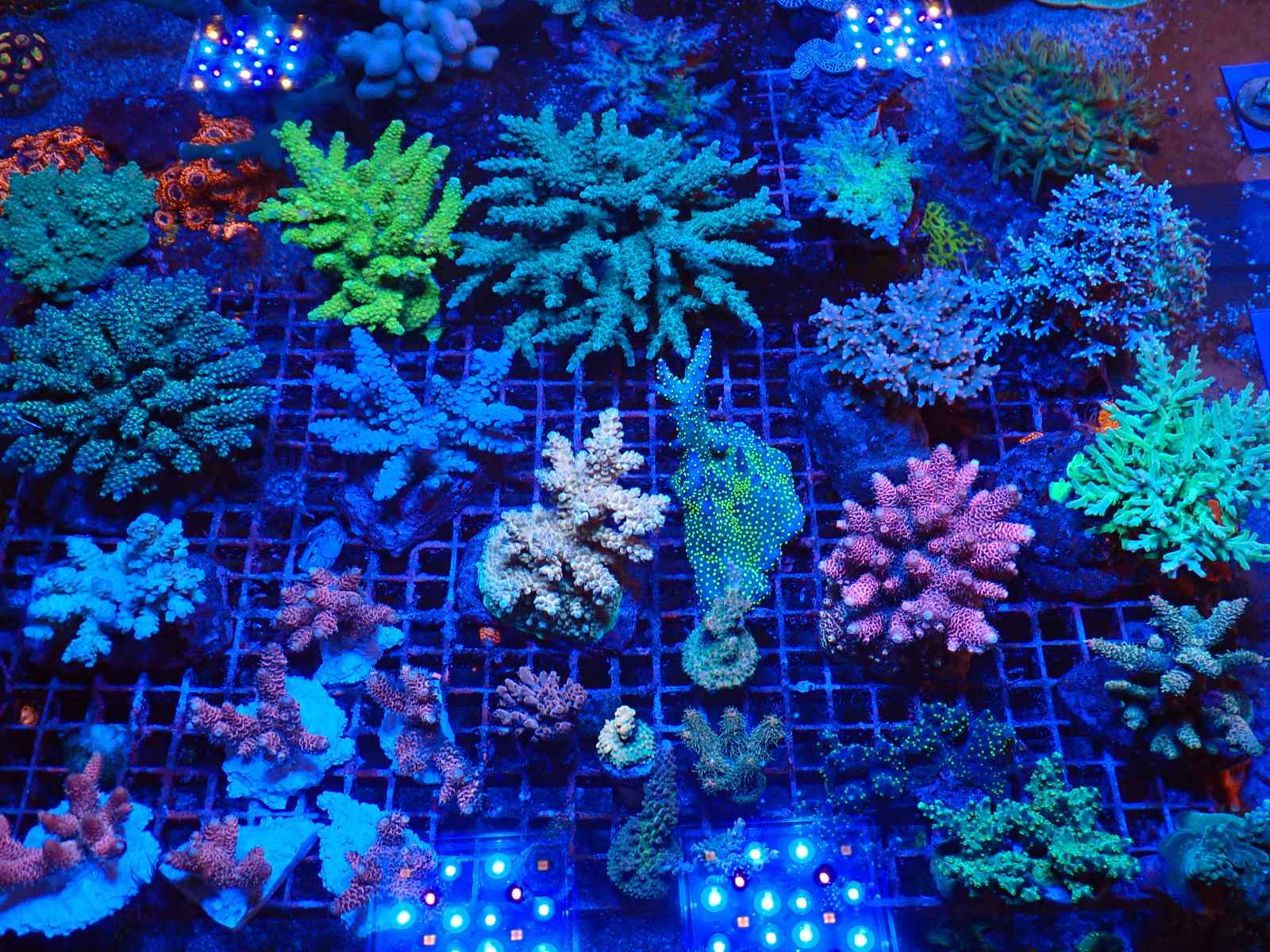 Tengeri csillag friss érkezés március 2026 2. hét