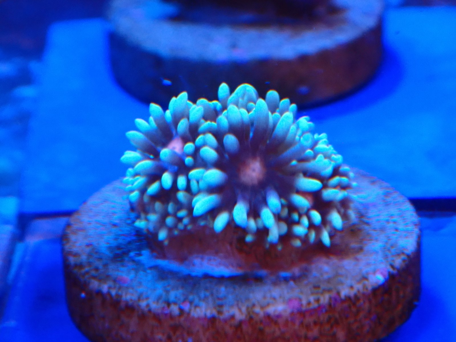 Kagyló tengeri élőlény március 2026 2. hét