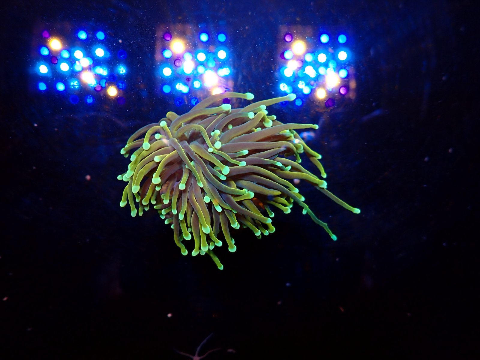 Rák friss szállítmány március 2026 2. hét