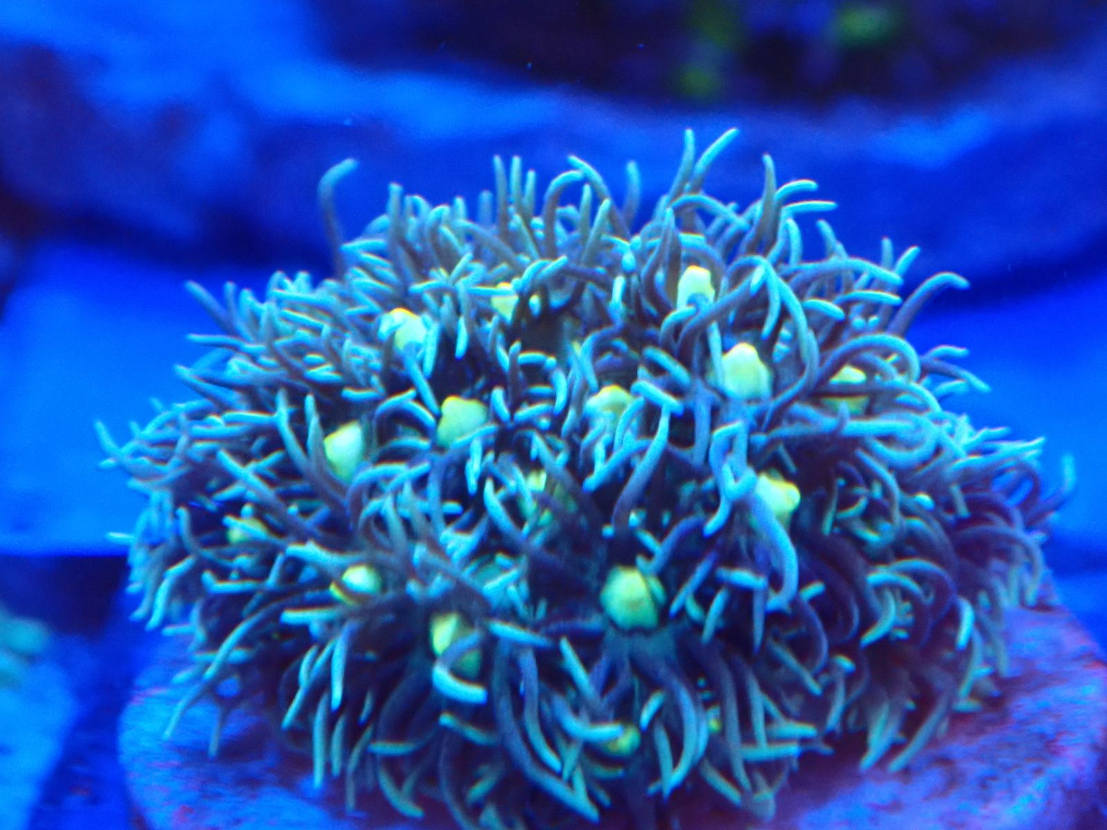 Tengeri géb hal március 2026 2. hét