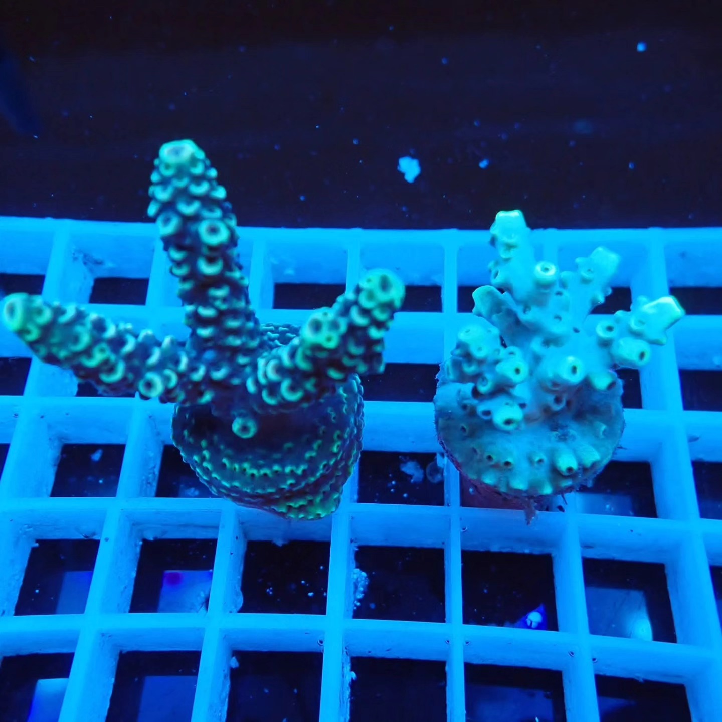 Akciós Acropora korall