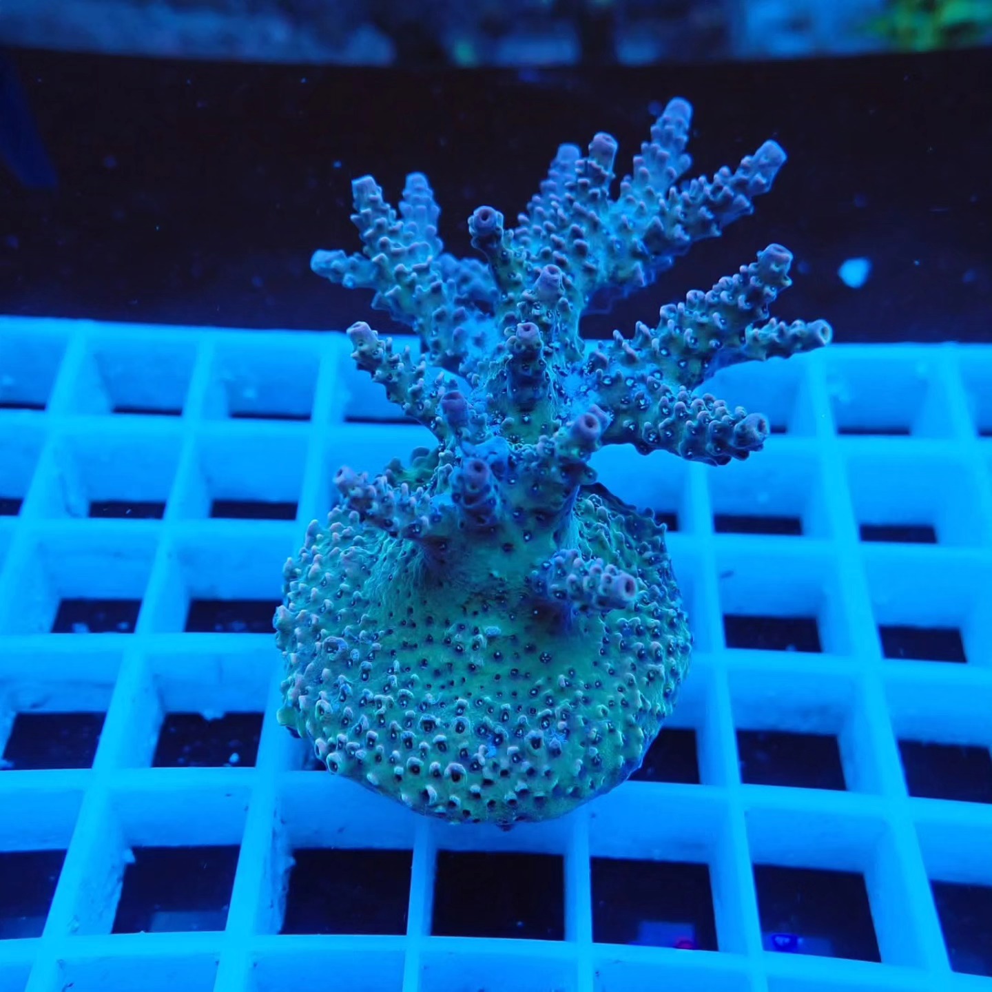 Akciós Acropora korall