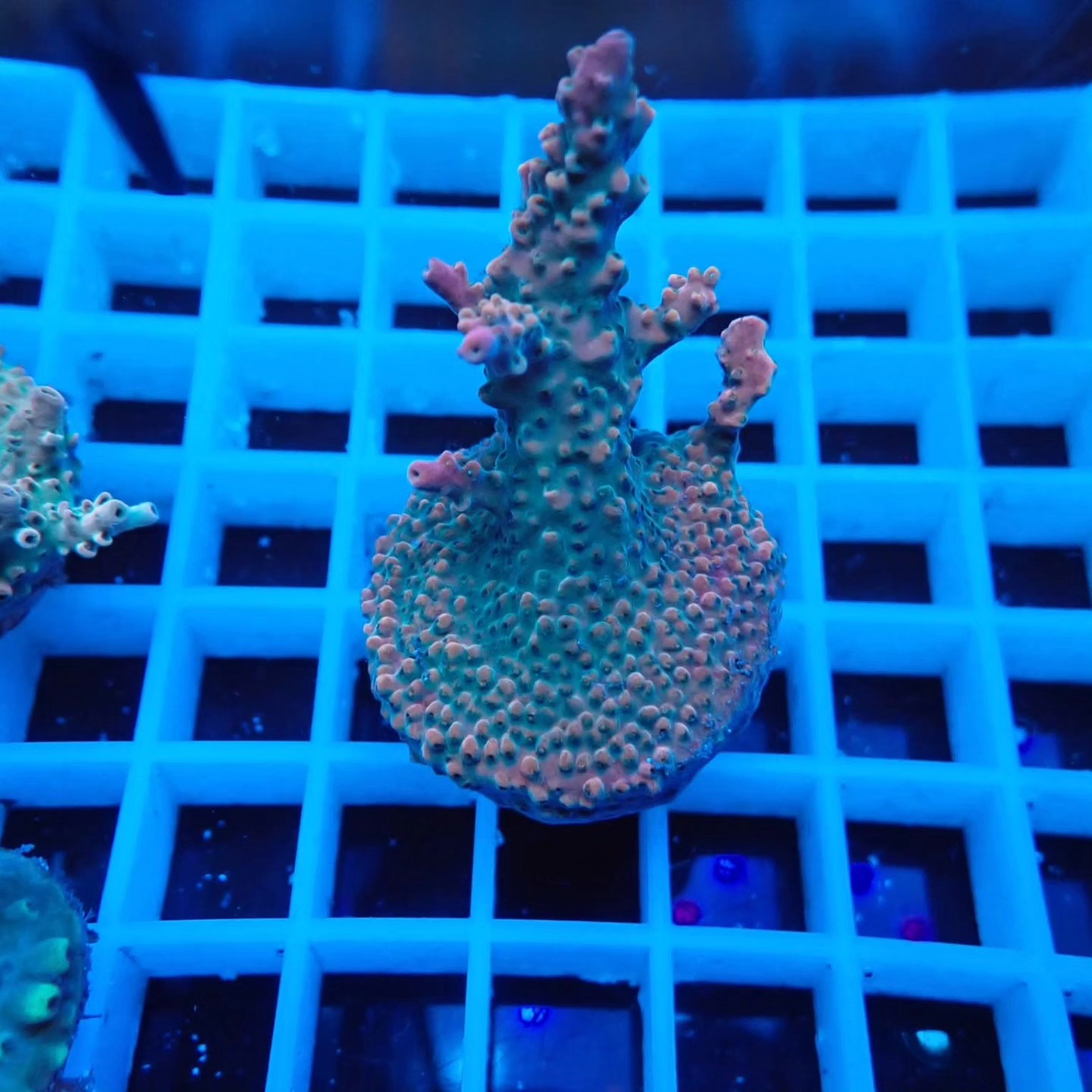 Akciós Acropora korall