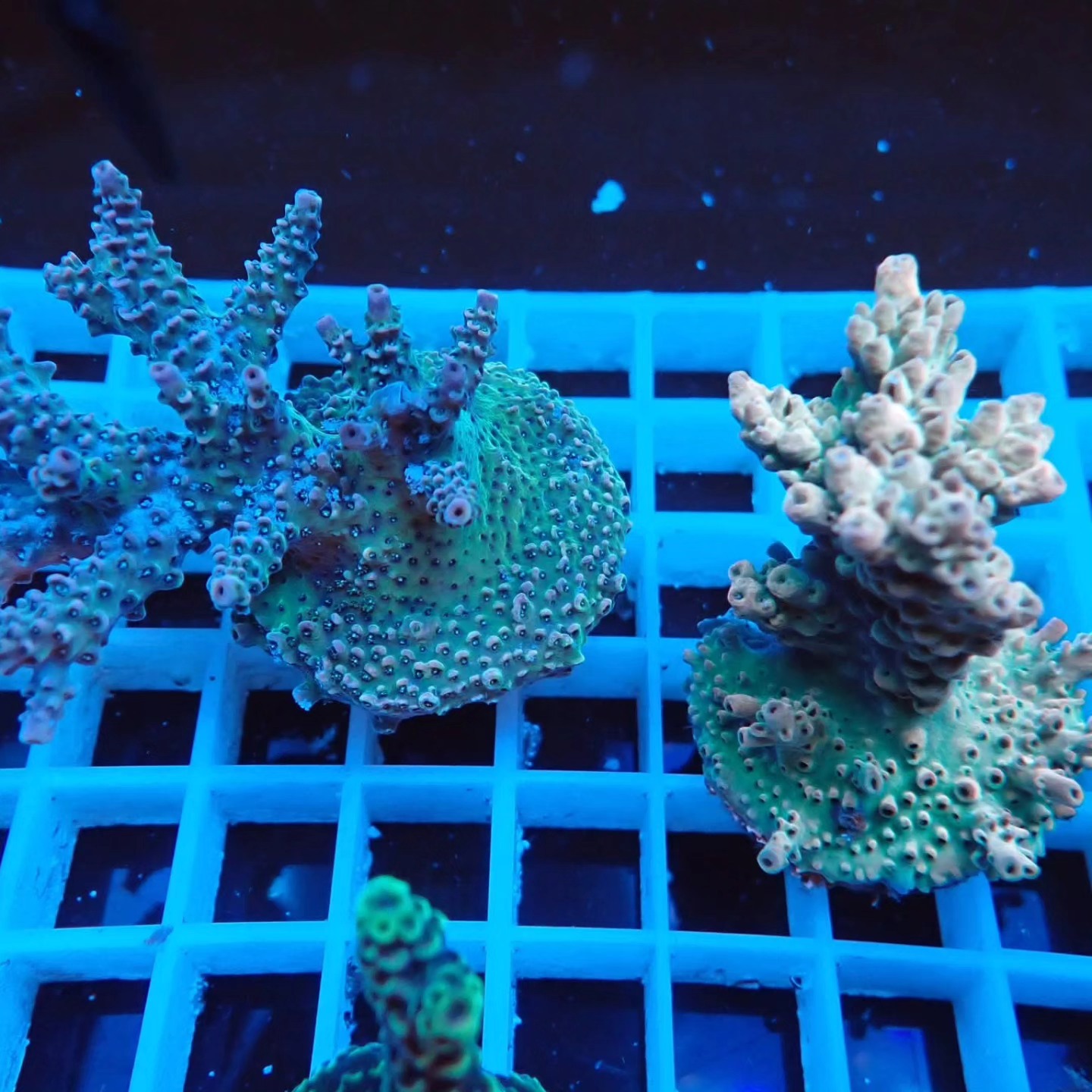 Akciós Acropora korall