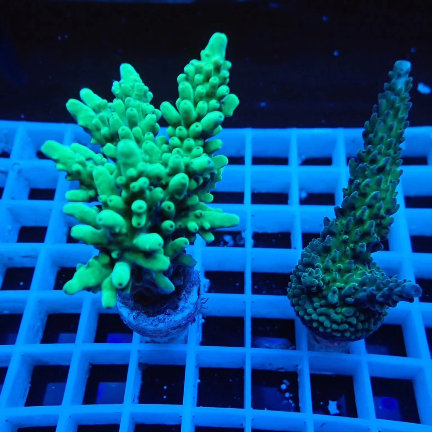 Akciós Acropora korall