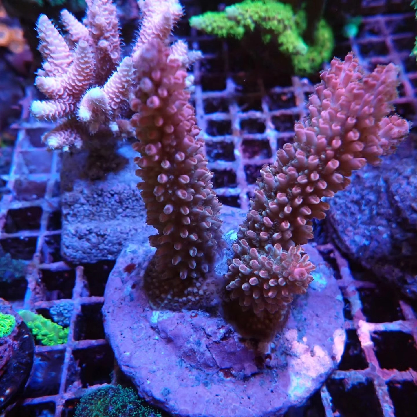 Tengeri friss érkezés április 2026