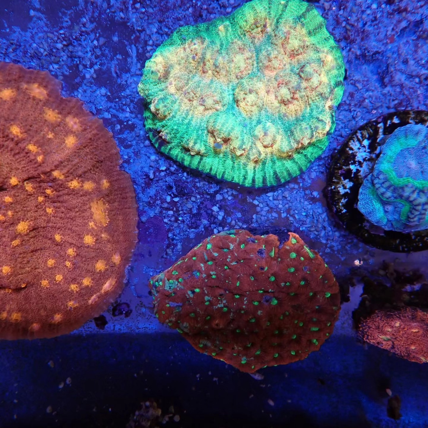 Tengeri élőlény friss érkezés április 2026