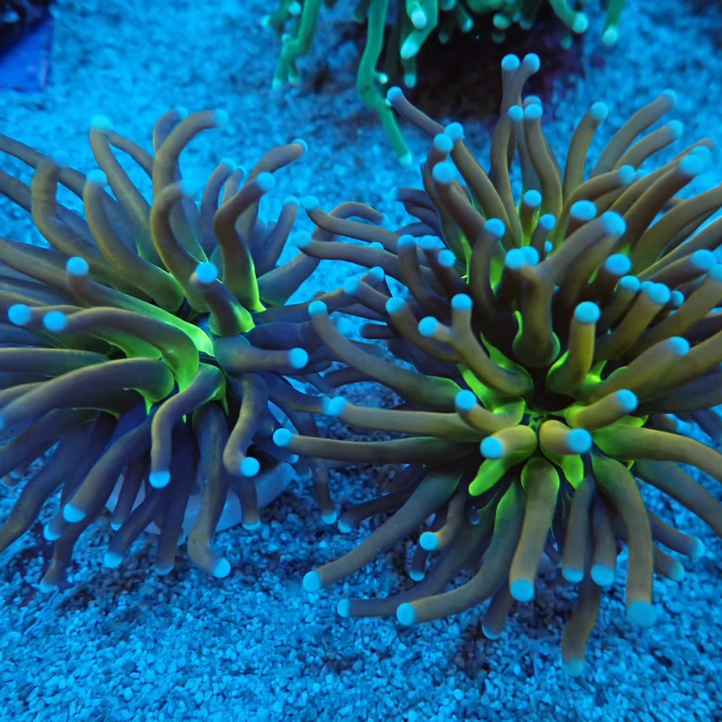 Tengeri korall április 2026