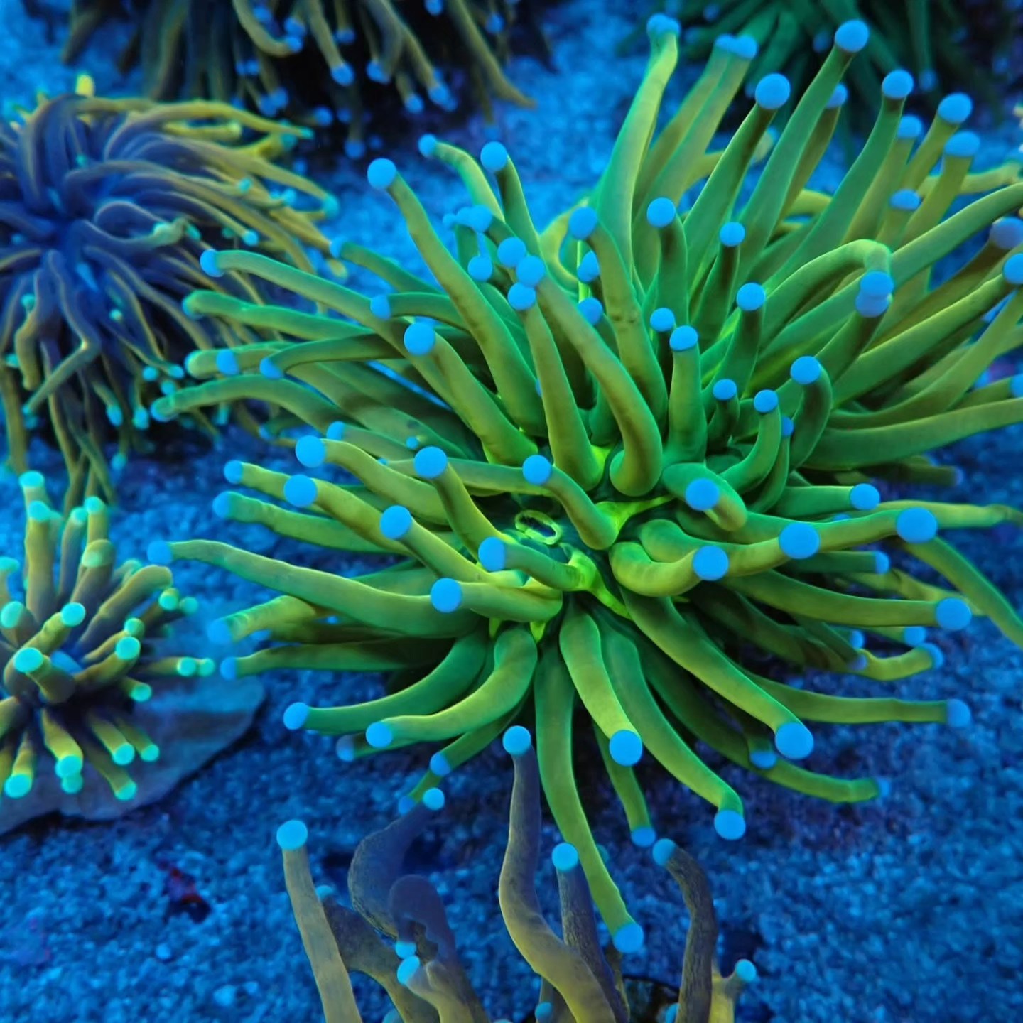 Tengeri hal új szállítmány április 2026