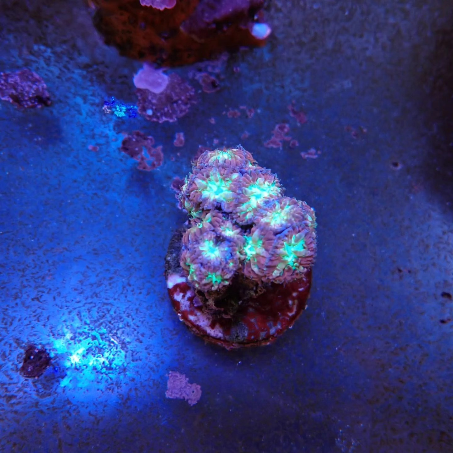 Friss tengeri élőlény április 2026