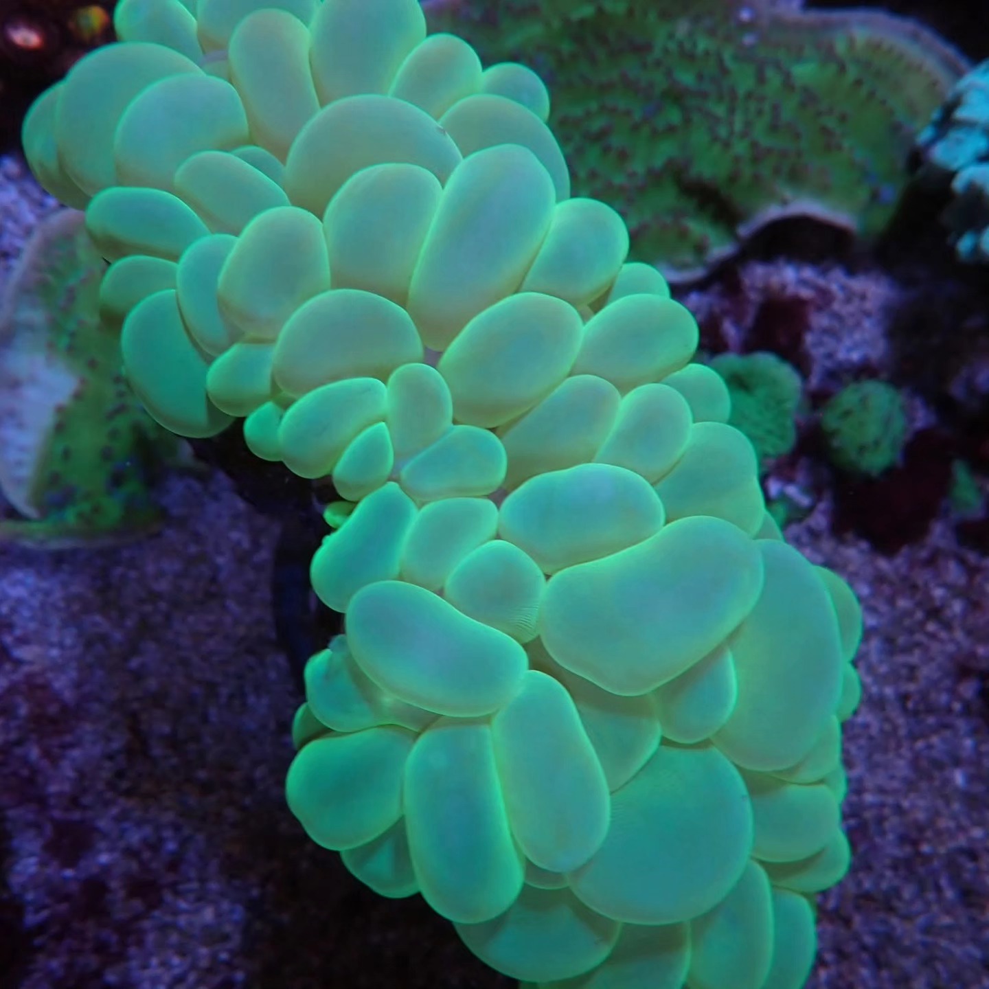 Tengeri akvárium friss érkezés április 2026