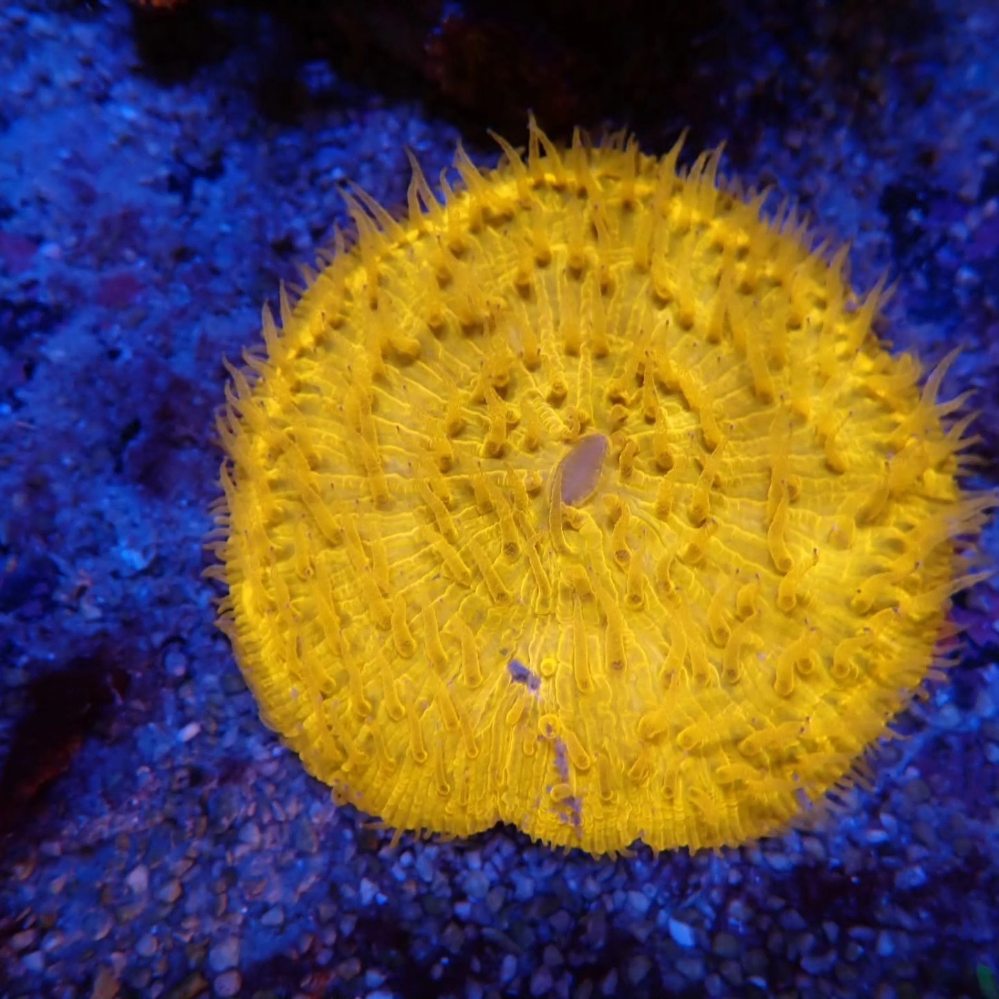 Korall friss szállítmány április 2026