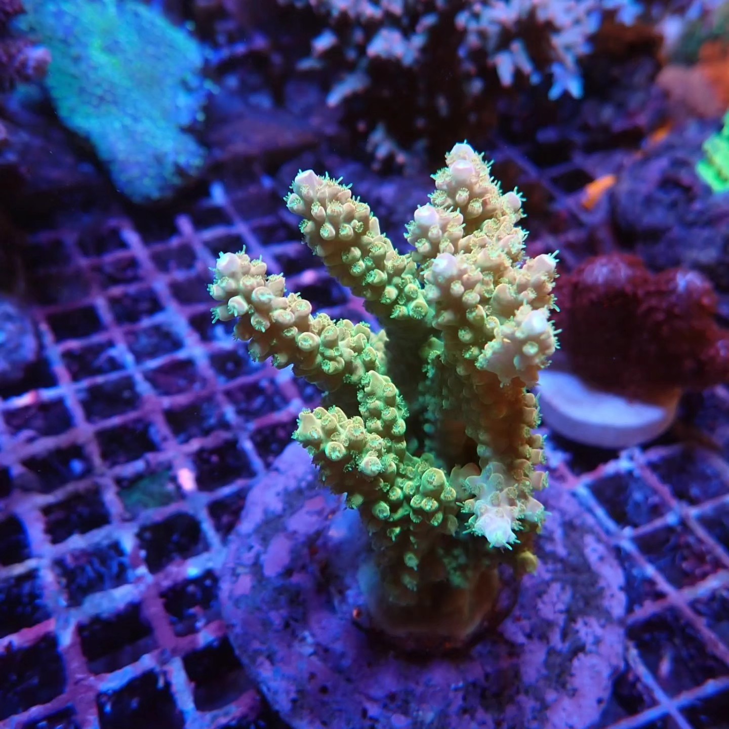 Tengeri élőlény április 2026