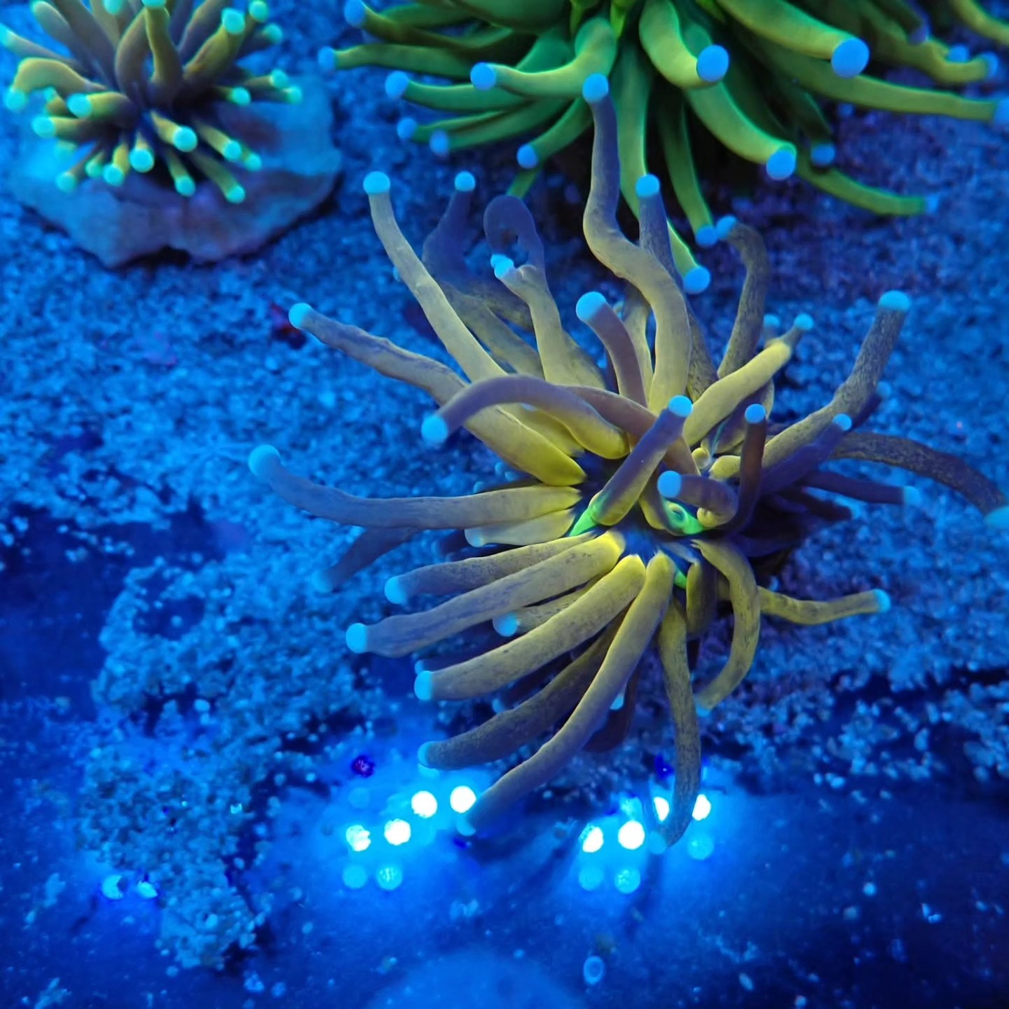 Tengeri hal friss érkezés április 2026