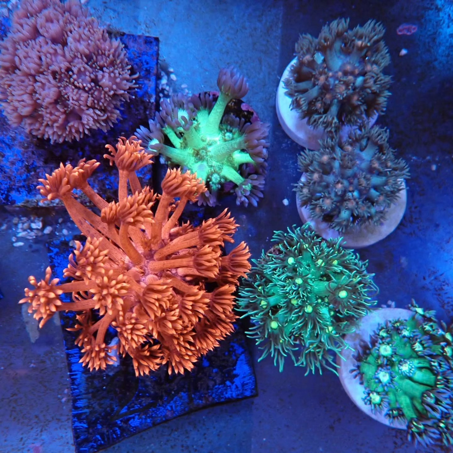 Élénk korall április 2026