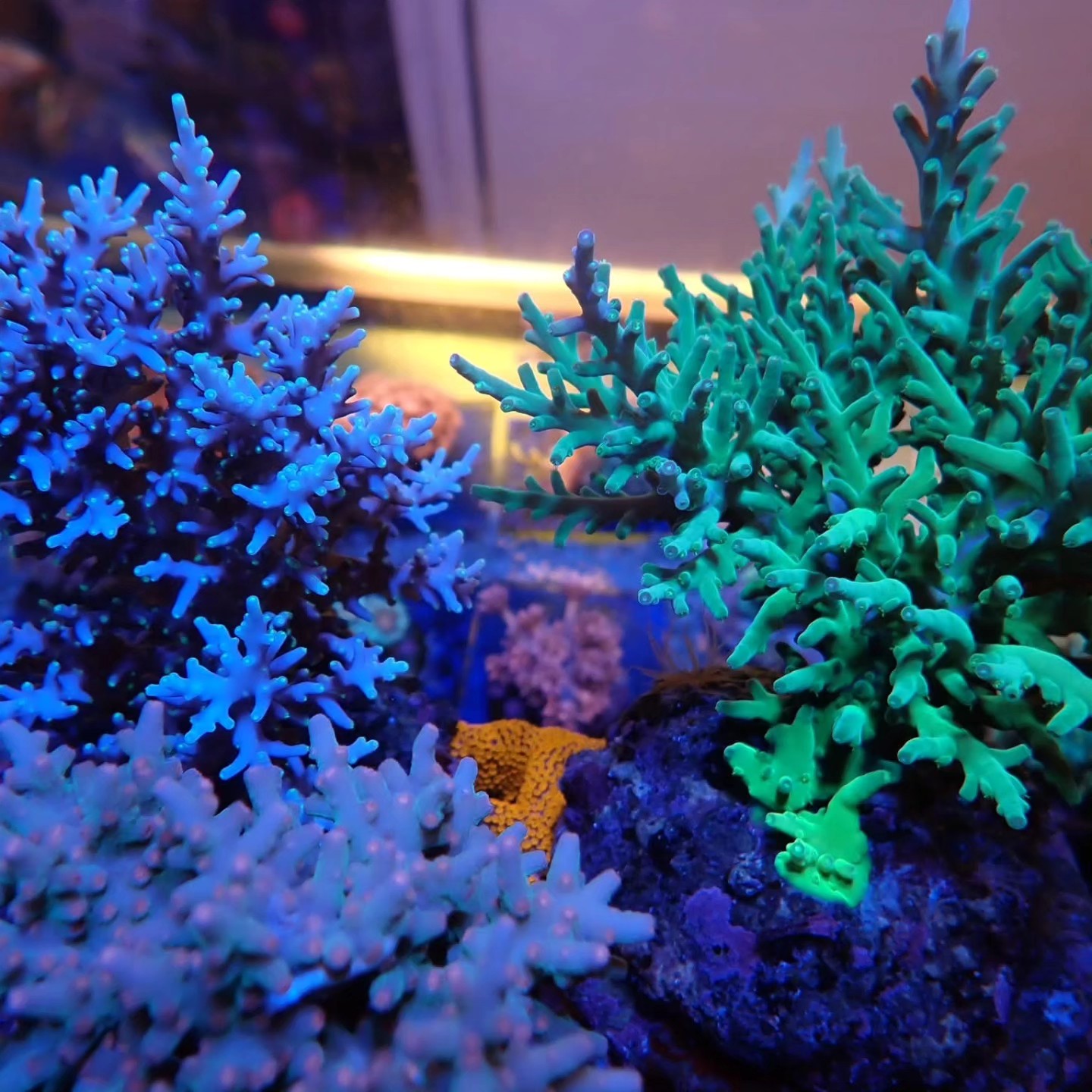 Trópusi tengeri hal április 2026