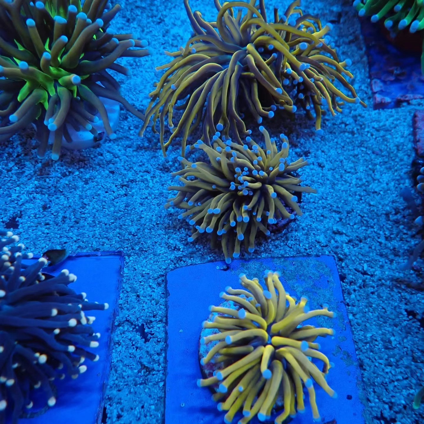 Tengeri korall új érkezés április 2026