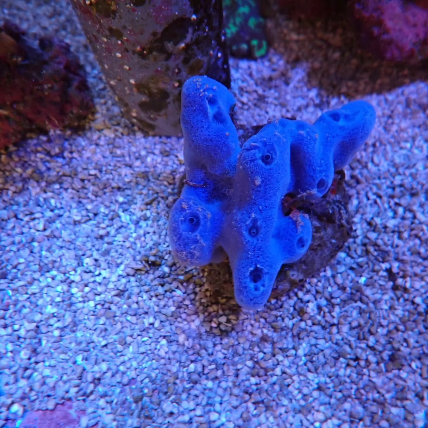 Tengeri akváriumi élőlény április 2026