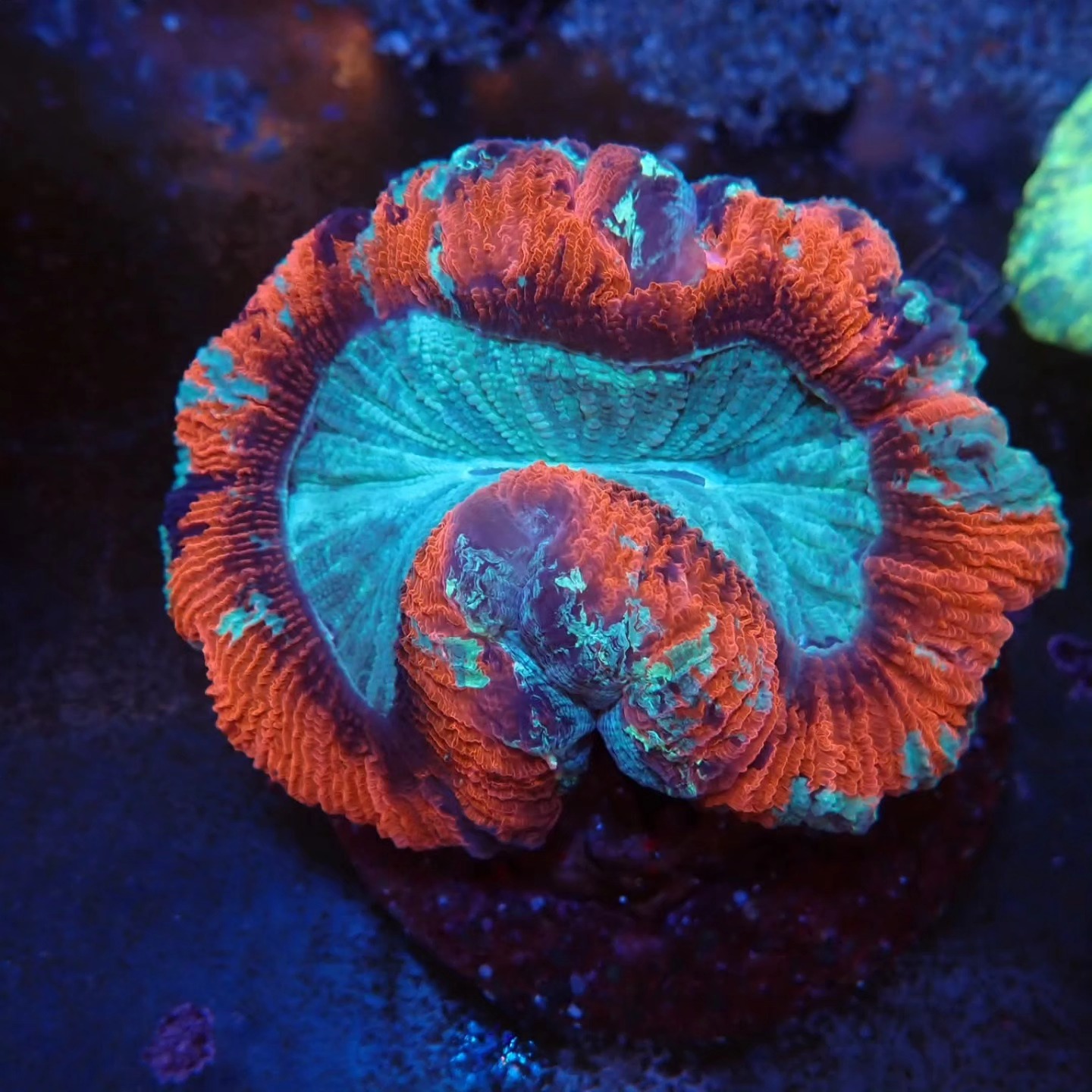 Friss szállítmány tengeri hal április 2026