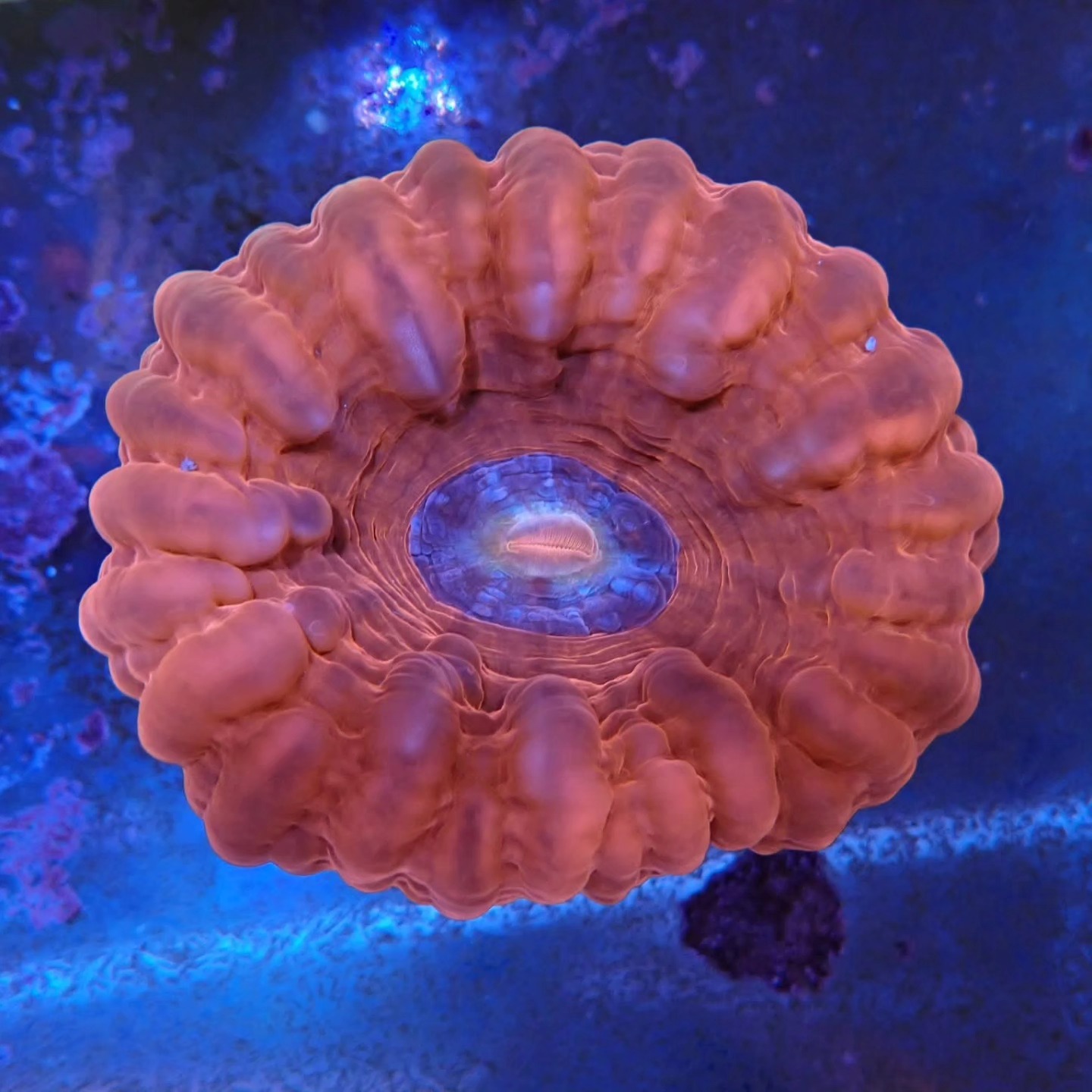 Korall telep friss április 2026