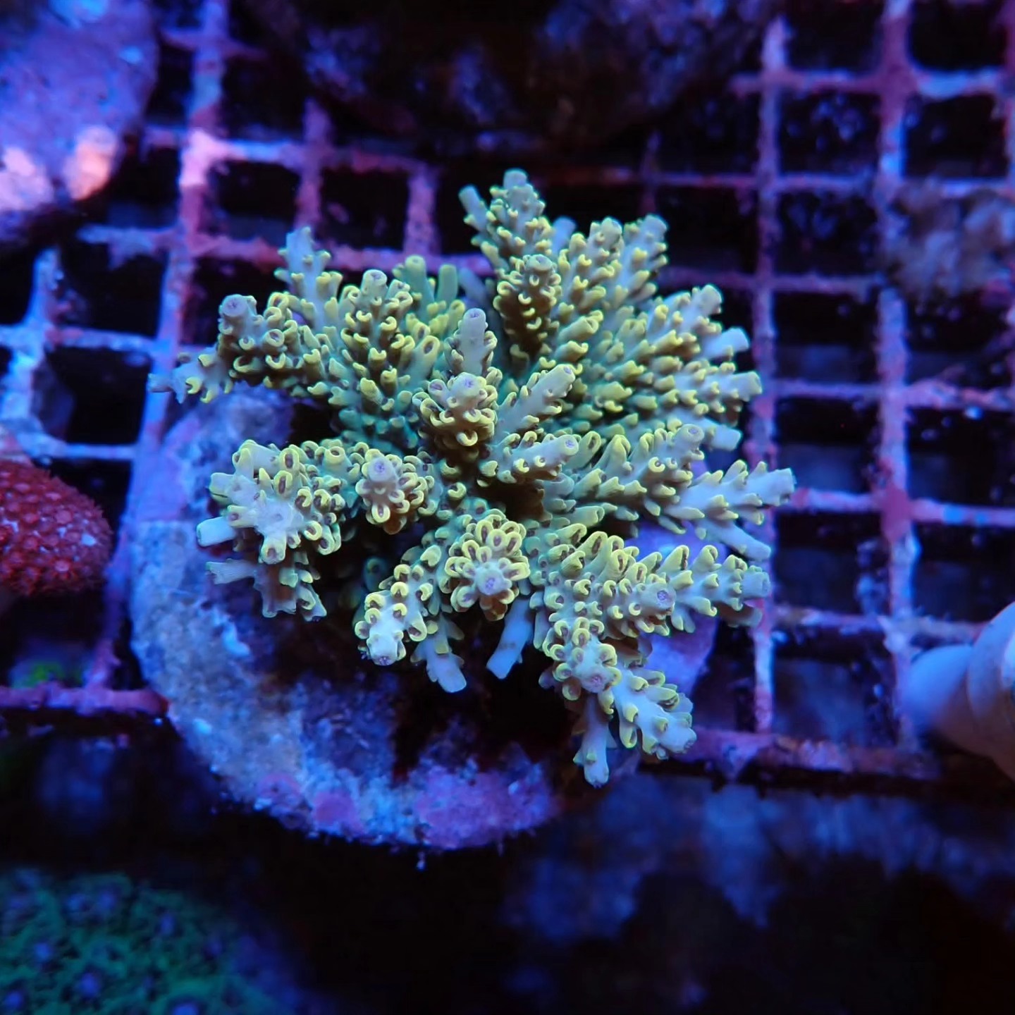 Tengeri élőlény friss április 2026