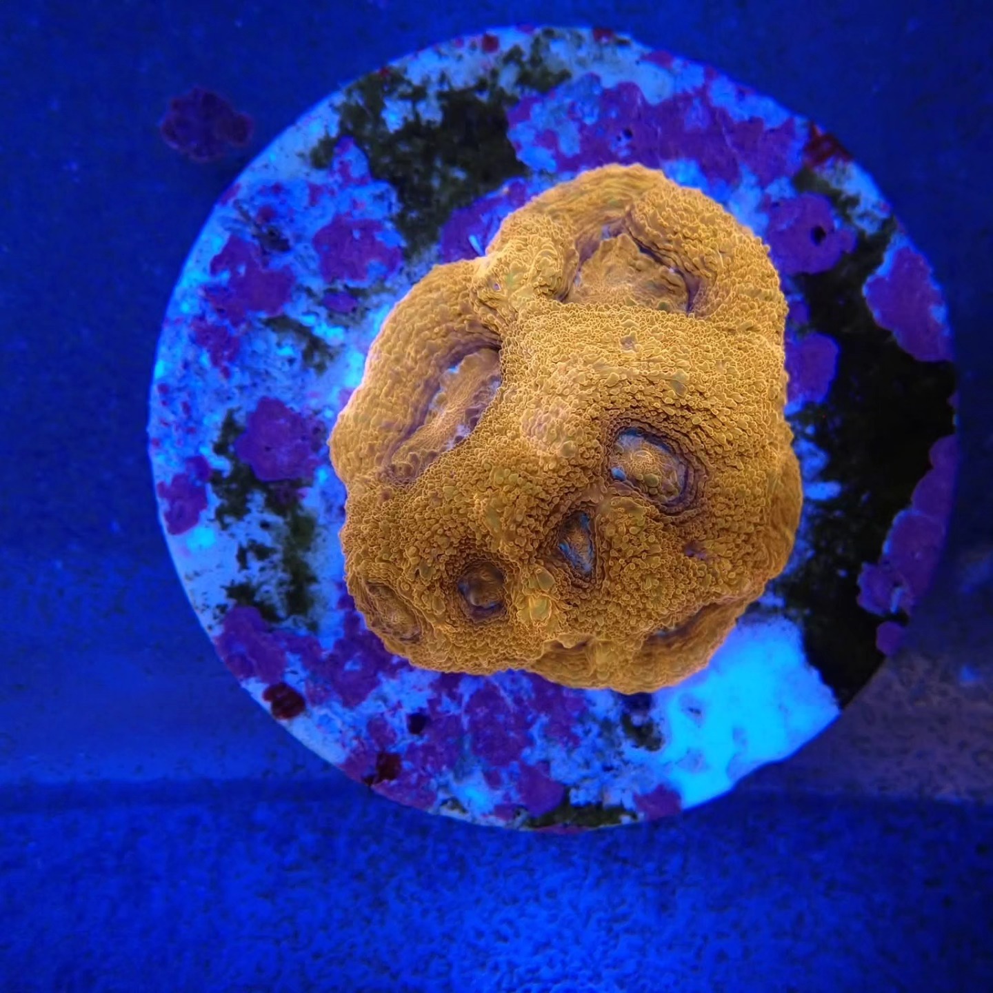 Tengeri akvárium új faj április 2026