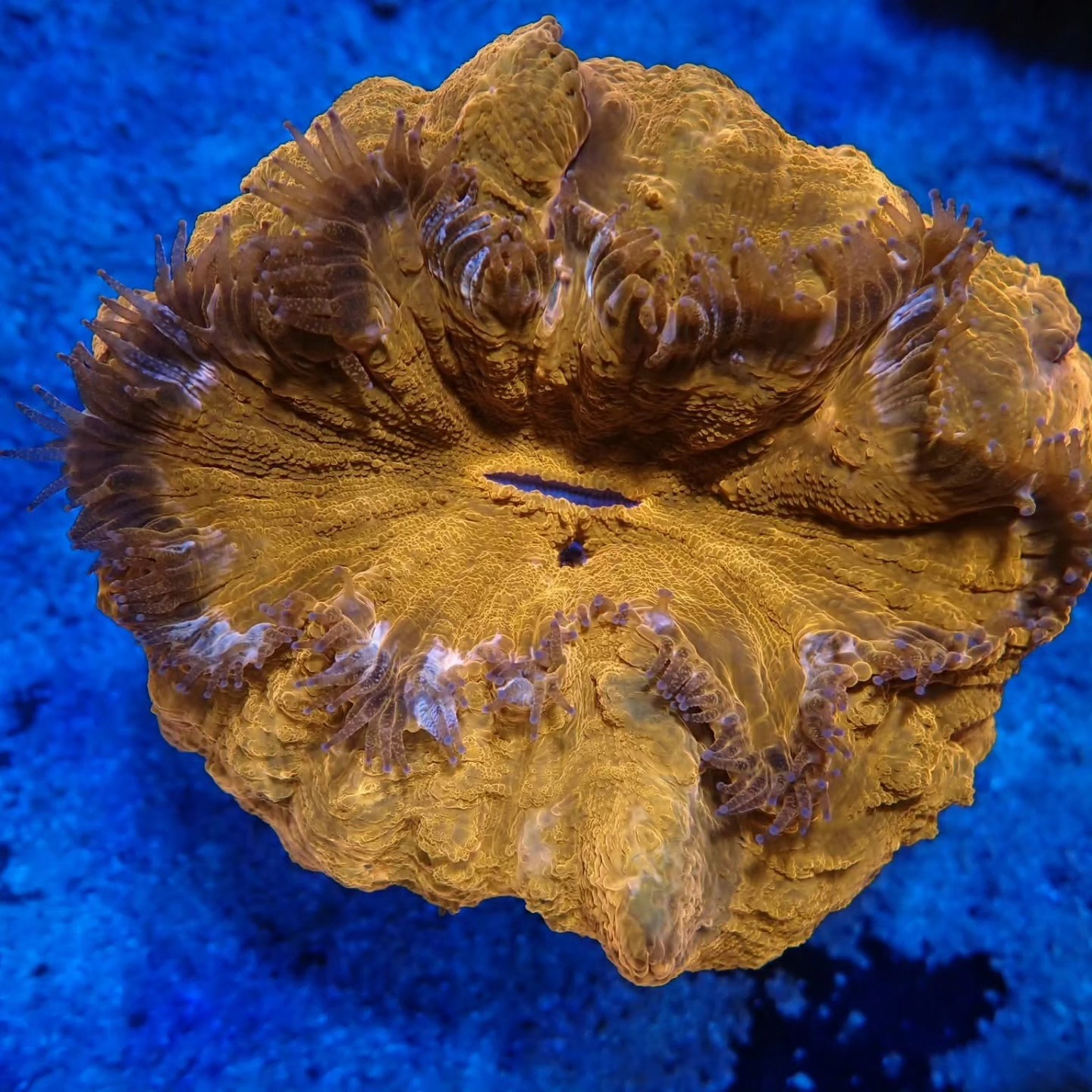 Egzotikus tengeri hal április 2026