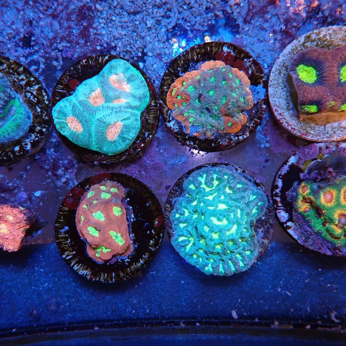 Friss korall érkezés április 2026