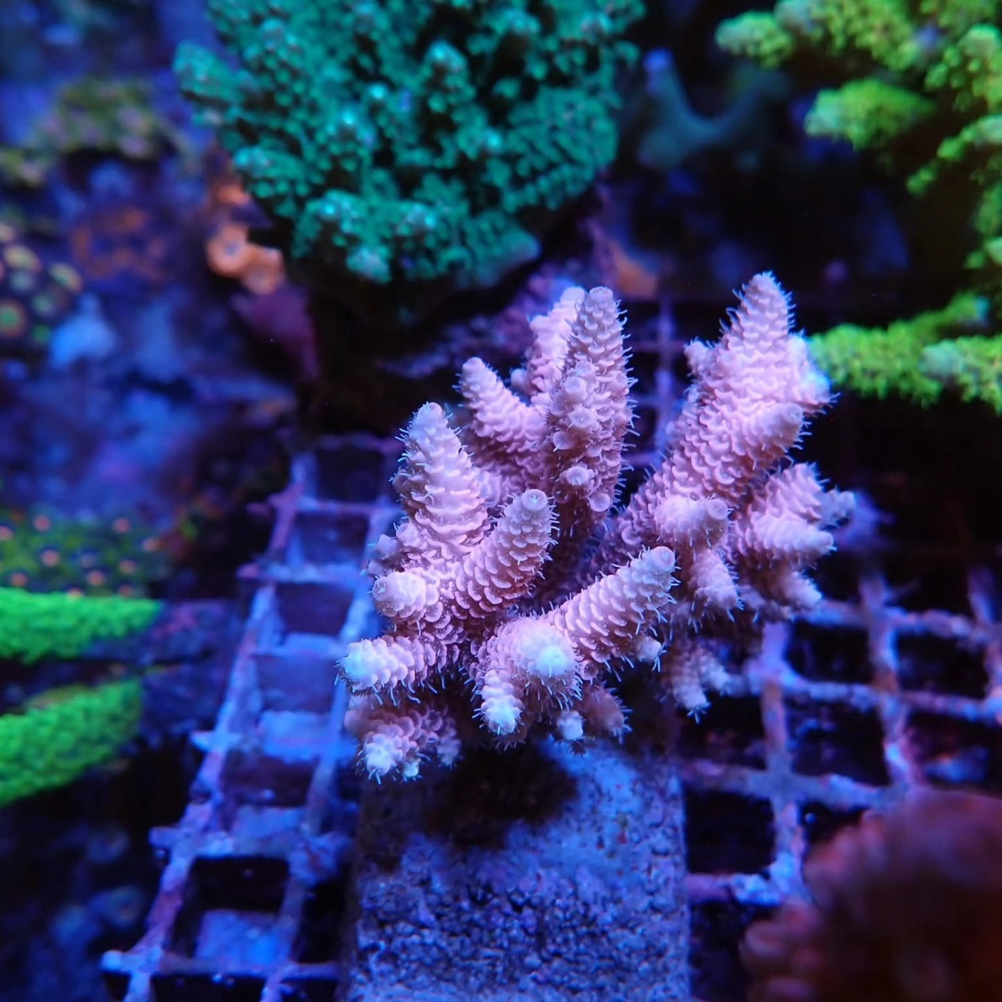 Tengeri élőlény szállítmány április 2026