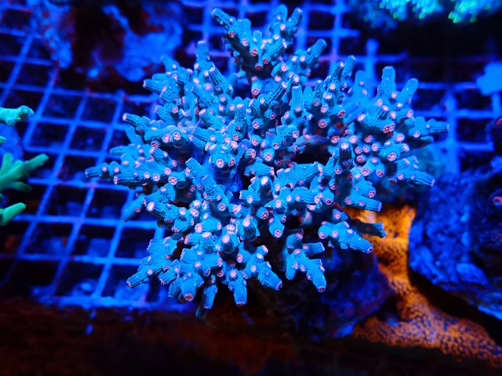 Acropora korall friss érkezés, Korallgarázs Fót, 2026. augusztus (01)