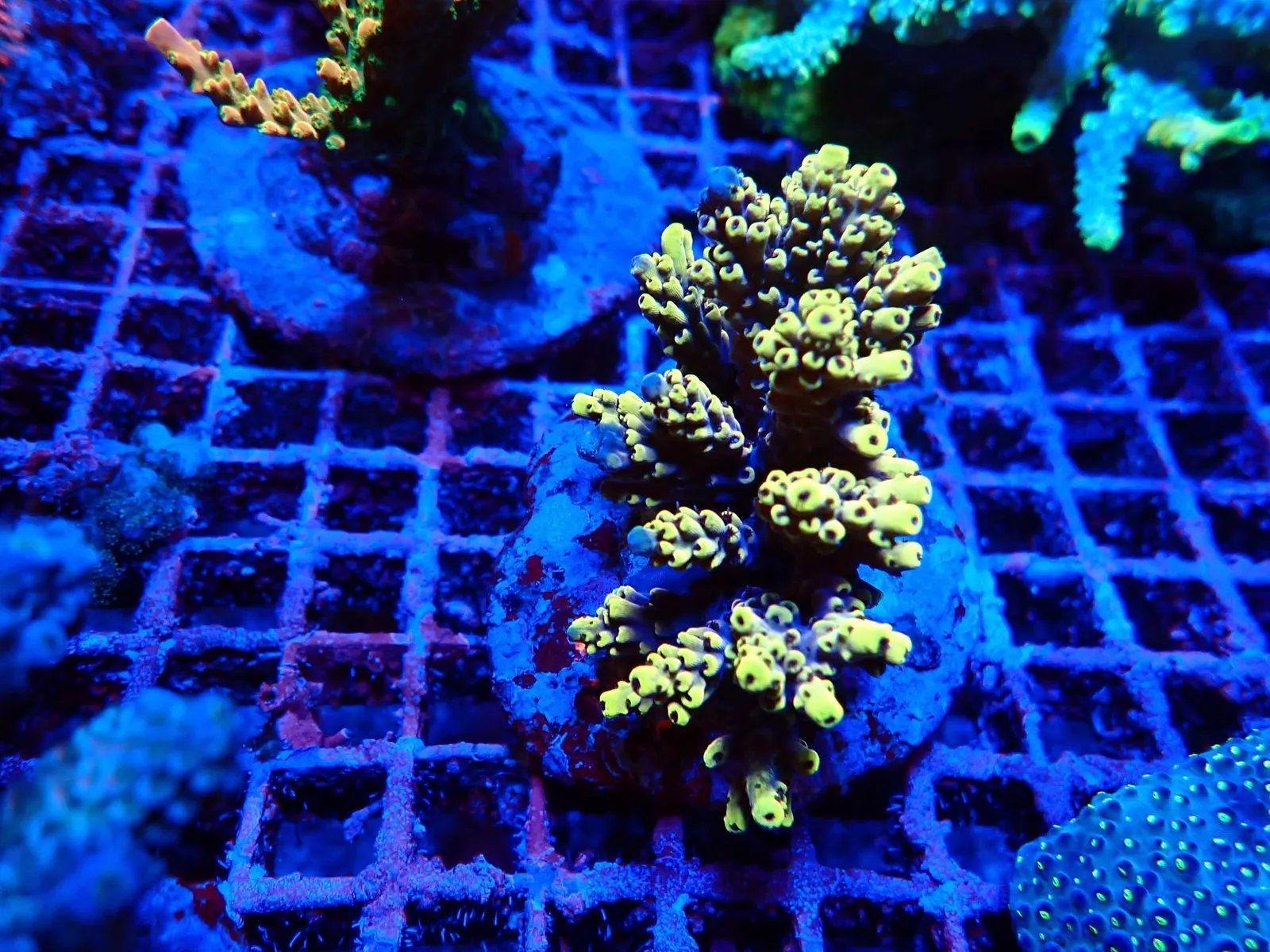 Acropora korall friss érkezés, Korallgarázs Fót, 2026. augusztus (02)