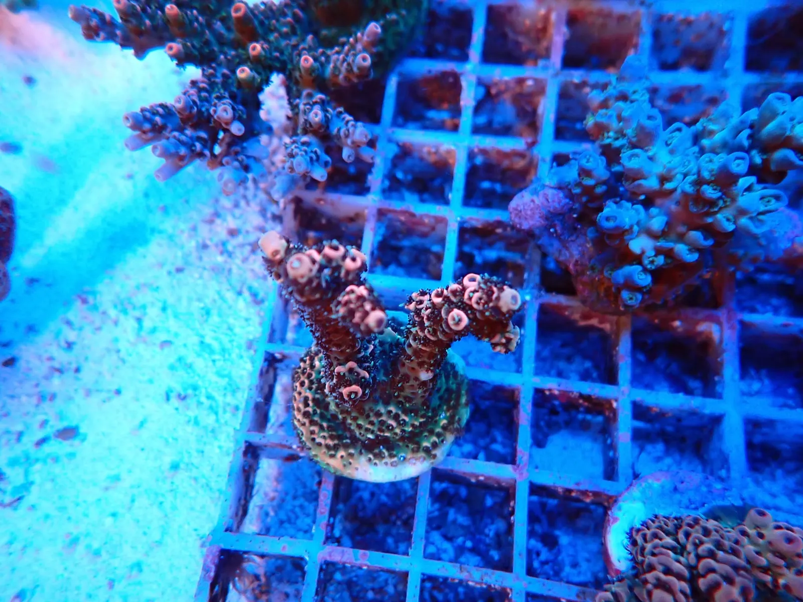 Acropora korall friss érkezés, Korallgarázs Fót, 2026. augusztus (03)