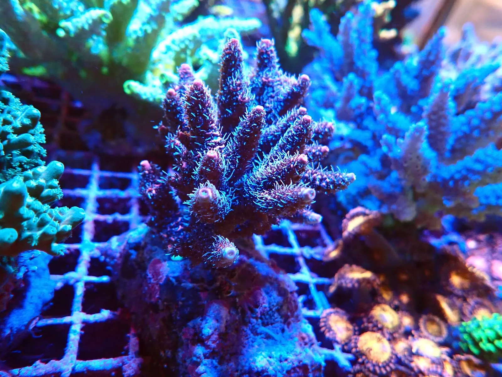 Lila-rózsaszín Acropora korall telep a Korallgarázs friss szállítmányából