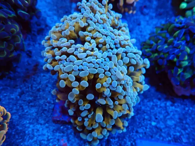 Békakorall (Euphyllia paradivisa) friss érkezés, Korallgarázs Fót, 2026. augusztus (01)
