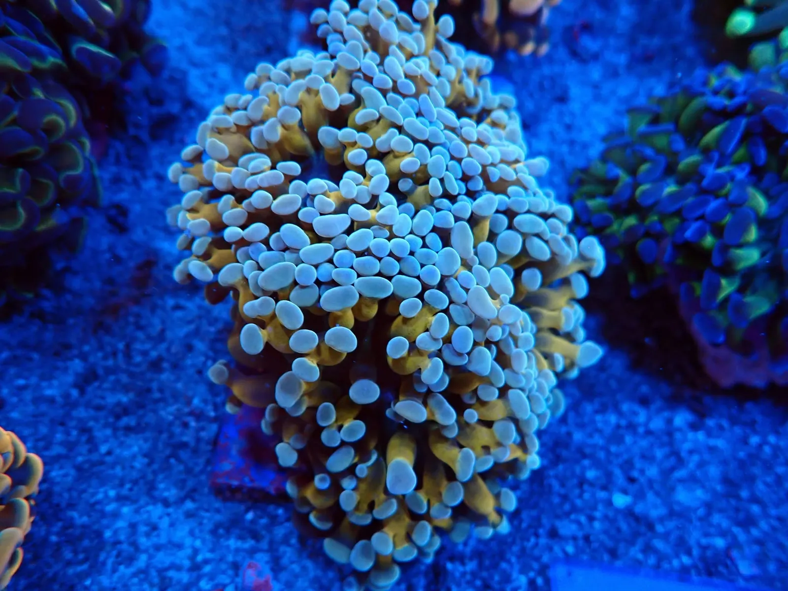 Békakorall (Euphyllia paradivisa) friss érkezés, Korallgarázs Fót, 2026. augusztus (01)