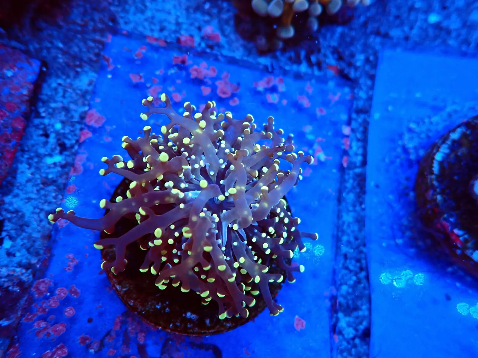 Békakorall (Euphyllia paradivisa) friss érkezés, Korallgarázs Fót, 2026. augusztus (02)