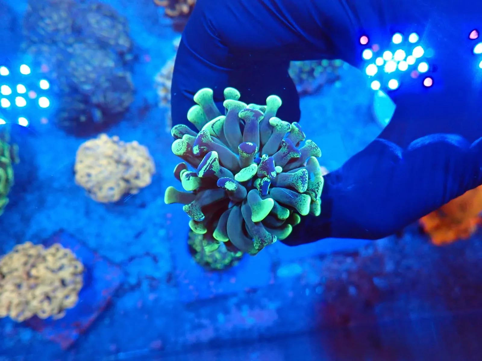 Békakorall (Euphyllia paradivisa) friss érkezés, Korallgarázs Fót, 2026. augusztus (03)
