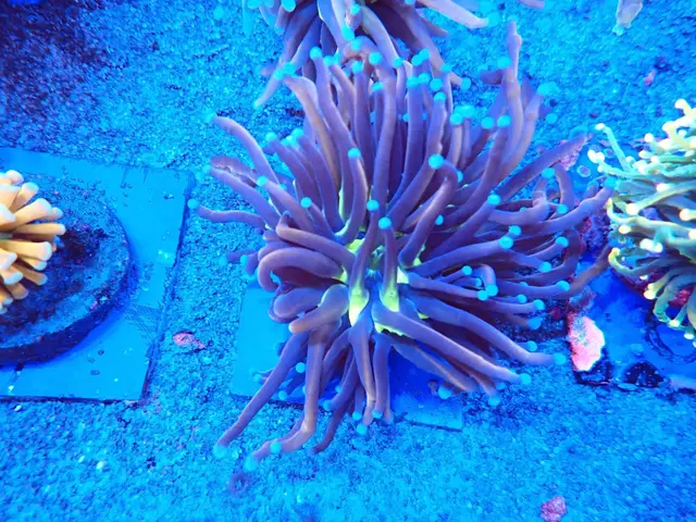 Fáklyakorall (Euphyllia glabrescens) friss érkezés, Korallgarázs Fót, 2026. augusztus (01)