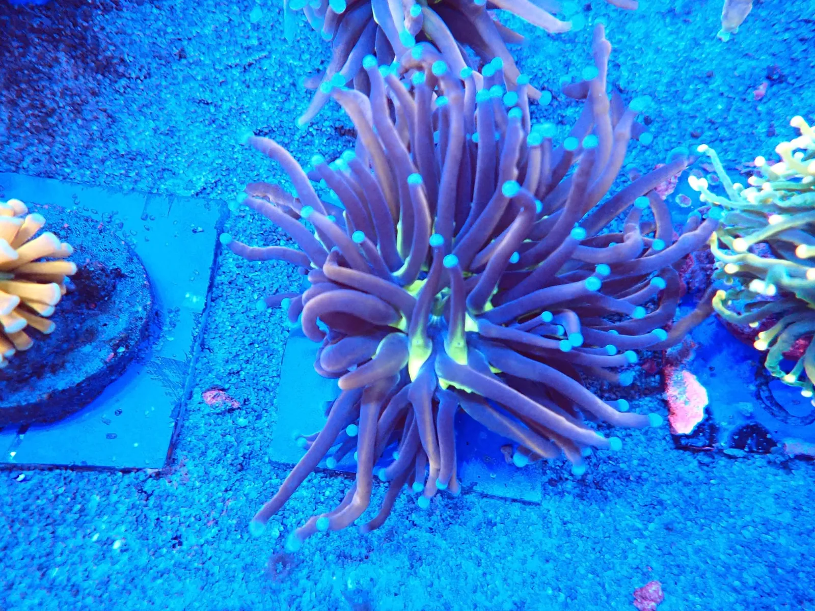 Fáklyakorall (Euphyllia glabrescens) a fóti Korallgarázs friss korallszállítmányából