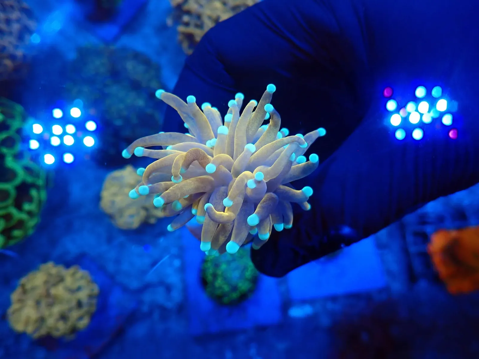 Fáklyakorall (Euphyllia glabrescens) friss érkezés, Korallgarázs Fót, 2026. augusztus (02)