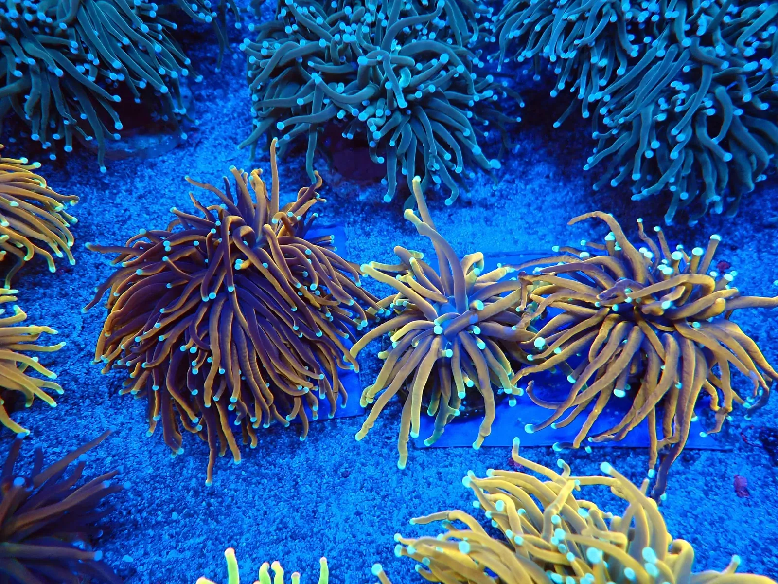 Fáklyakorall (Euphyllia glabrescens) friss érkezés, Korallgarázs Fót, 2026. augusztus (03)