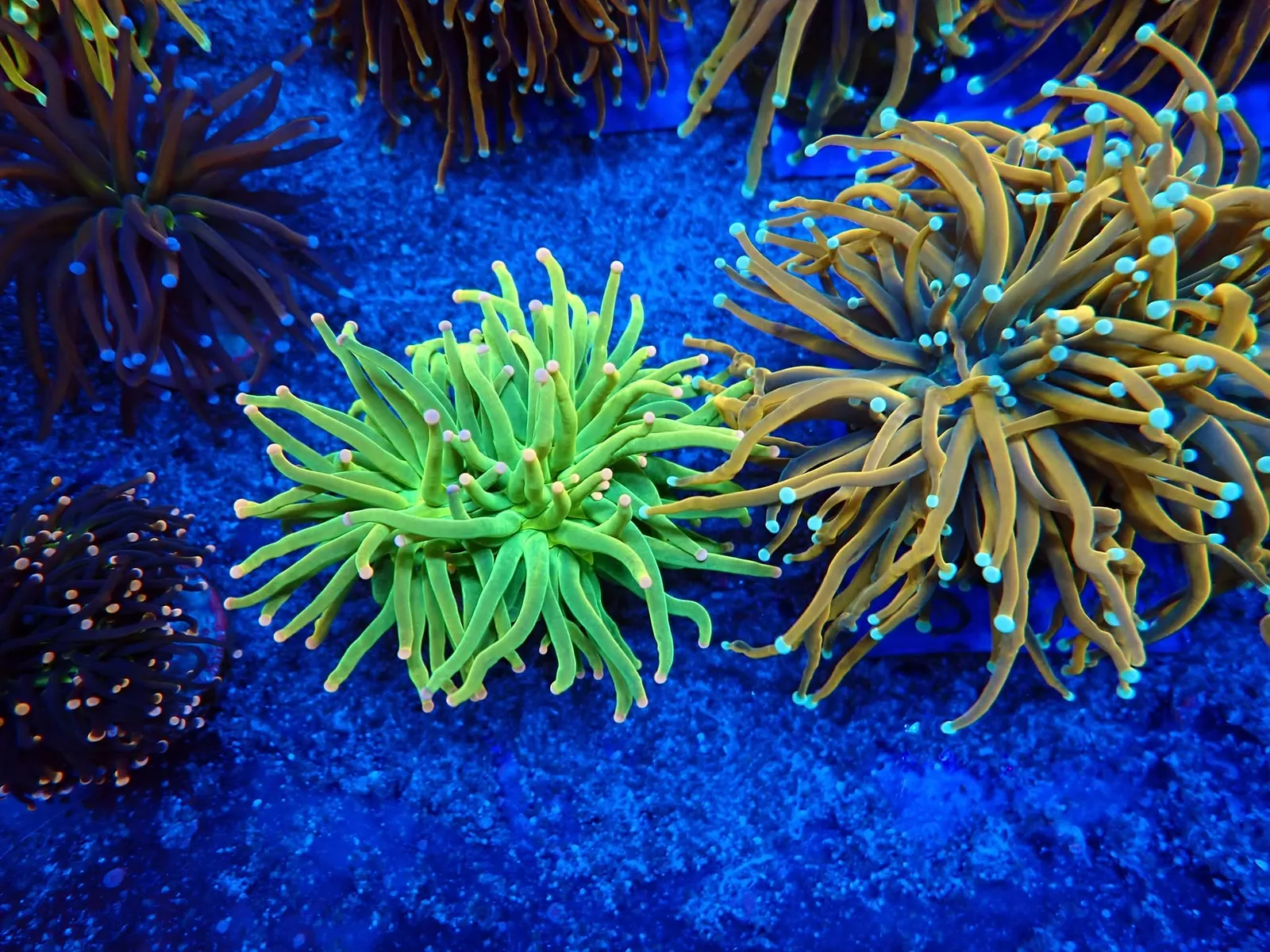 Fáklyakorall (Euphyllia glabrescens) friss érkezés, Korallgarázs Fót, 2026. augusztus (04)