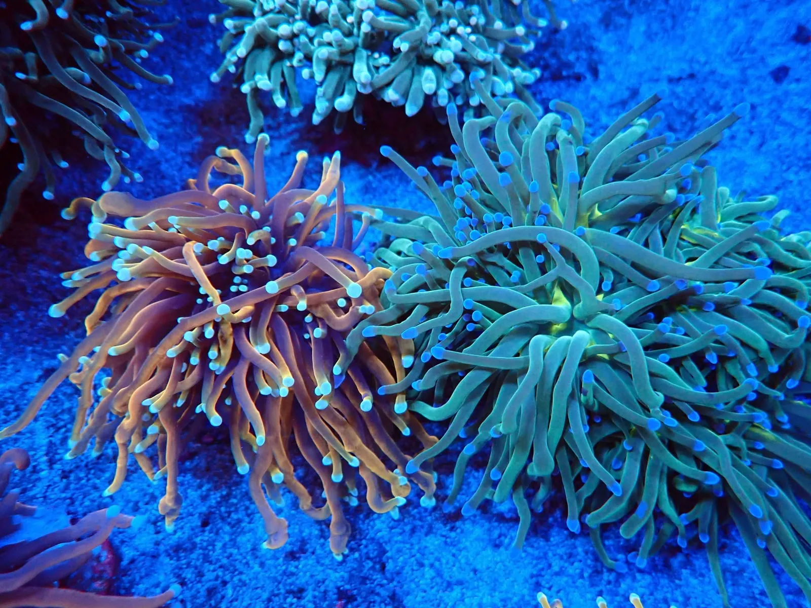 Fáklyakorall (Euphyllia glabrescens) friss érkezés, Korallgarázs Fót, 2026. augusztus (05)