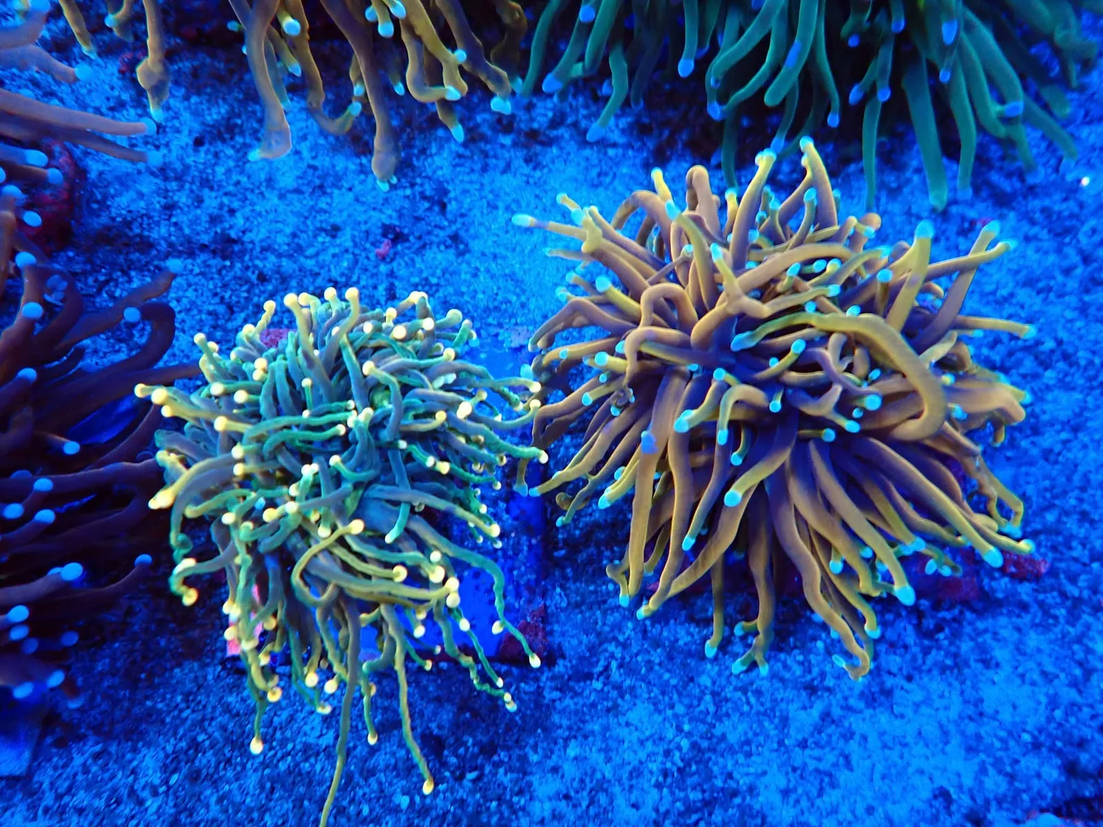 Fáklyakorall (Euphyllia glabrescens) friss érkezés, Korallgarázs Fót, 2026. augusztus (06)