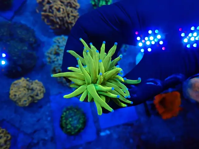 Fáklyakorall (Euphyllia glabrescens) friss érkezés, Korallgarázs Fót, 2026. augusztus (07)