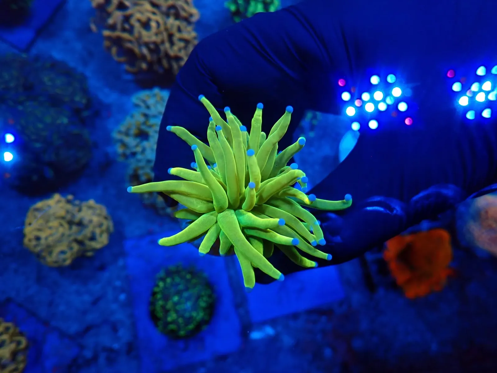 Fáklyakorall (Euphyllia glabrescens) friss érkezés, Korallgarázs Fót, 2026. augusztus (07)