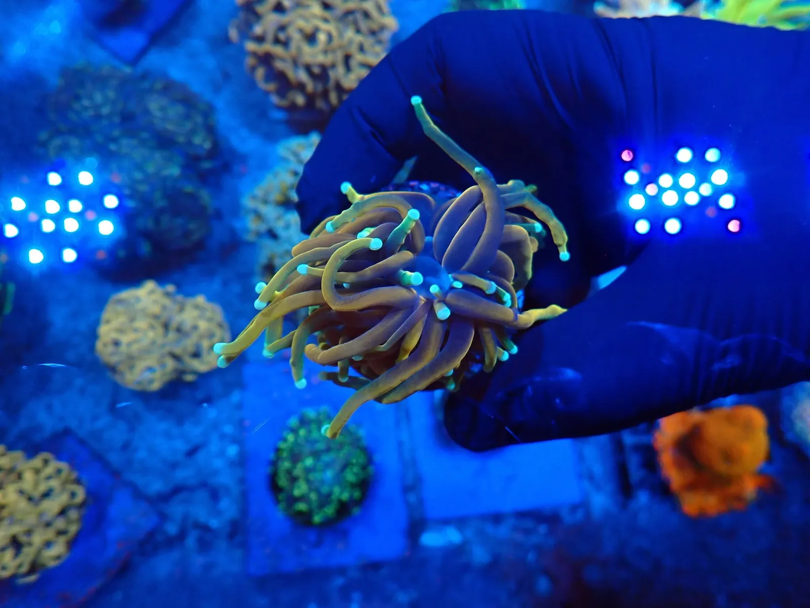 Fáklyakorall (Euphyllia glabrescens) friss érkezés, Korallgarázs Fót, 2026. augusztus (08)