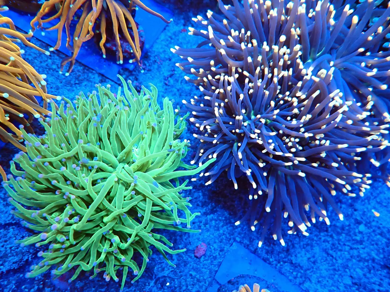 Fáklyakorall (Euphyllia glabrescens) friss érkezés, Korallgarázs Fót, 2026. augusztus (09)