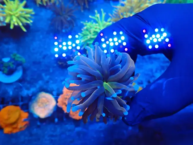 Fáklyakorall (Euphyllia glabrescens) friss érkezés, Korallgarázs Fót, 2026. augusztus (10)