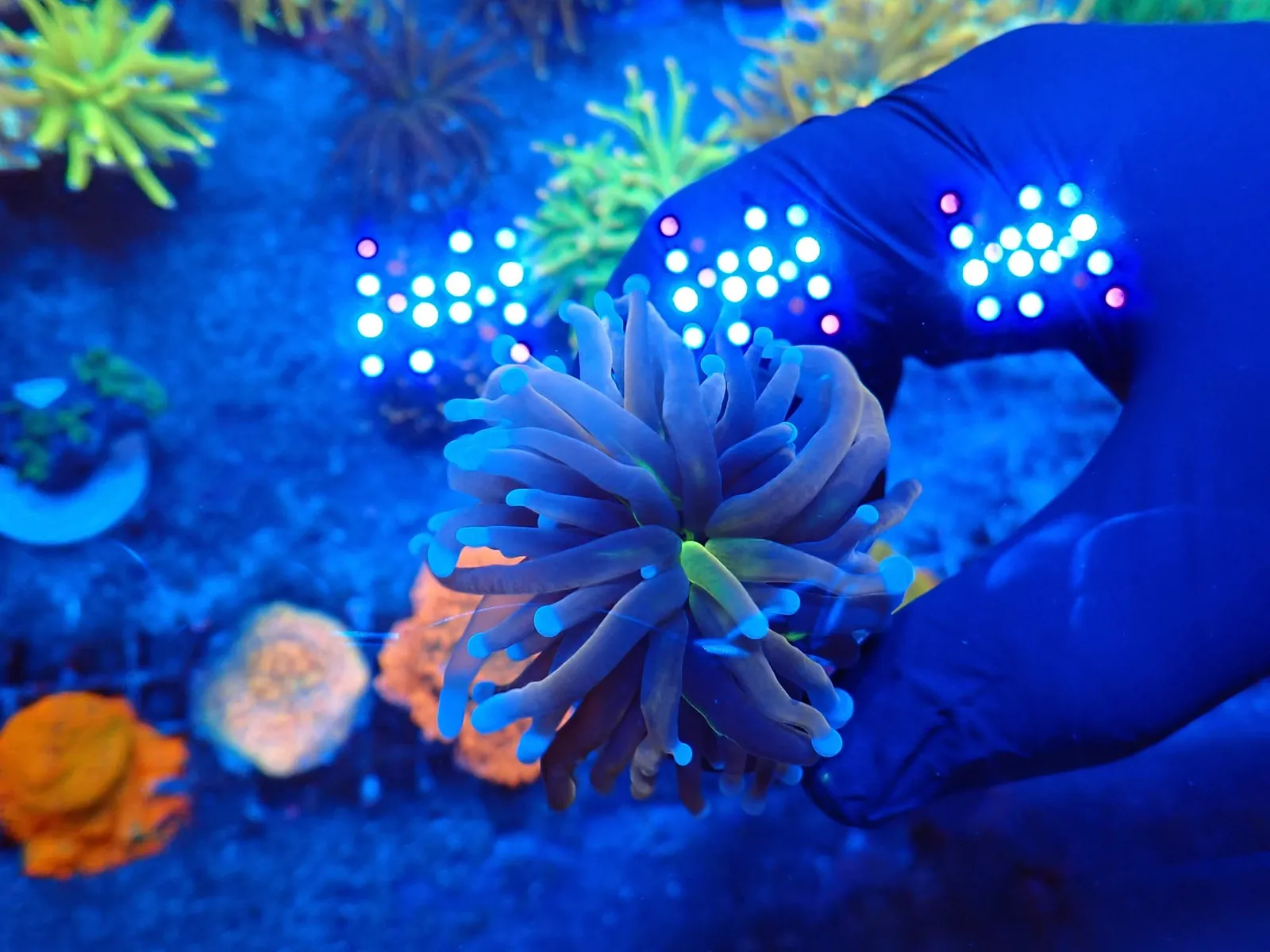 Fáklyakorall (Euphyllia glabrescens) friss érkezés, Korallgarázs Fót, 2026. augusztus (10)
